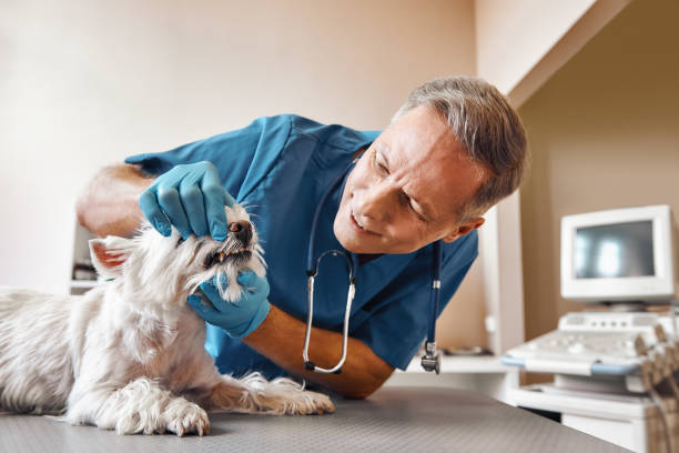 Best Emergency Denture Repair in Thornport, OH
